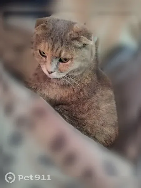 Пропала кошка, Котовского, Пенза - photo