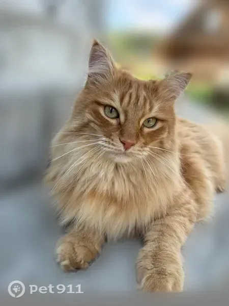 Пропала кошка, Поселок Каменка, Лесная, д. 19 — помесь мейнкуна и сибирской кошки - photo