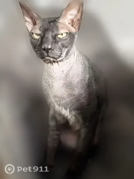 Пропала кошка, Коркино — чёрная - photo