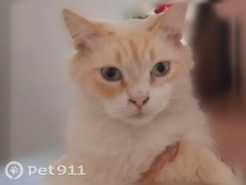 Пропала кошка, Лабинск, Революционная, д. 546 — белая, без левой задней лапы - photo