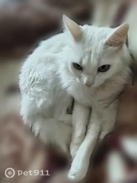 Пропала кошка, Миасс, МЖК, д. 2 — полностью белая, худой, пугливый - photo