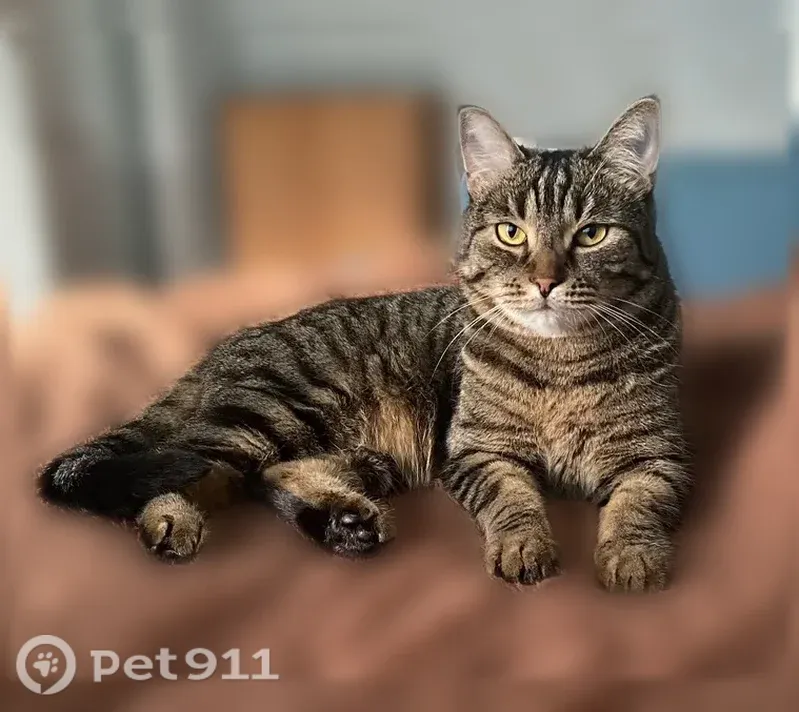 Пропала кошка, Вольск, Одесская, д. 7/19 — жёлтые глаза, трусливый кот, мяукает как котёнок - photo