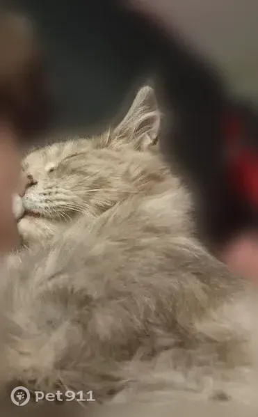 Пропала кошка, Азина 4 возле бывшего Маяка, Ижевск — трёхцветка - photo