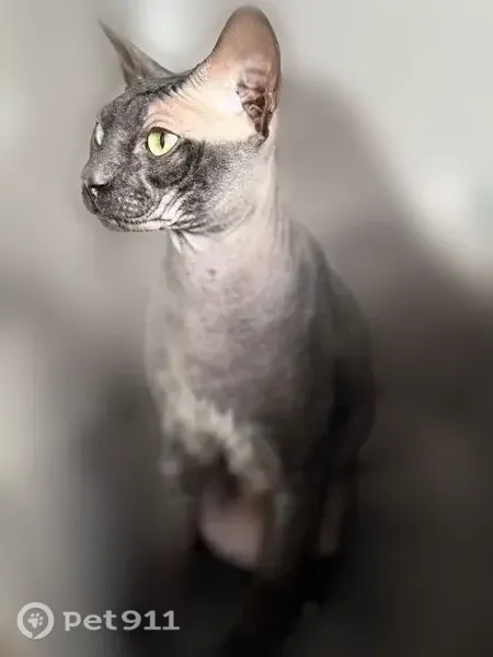 Пропала кошка, Коркино, Миасская, Коркино — ушла через окно ночью - photo