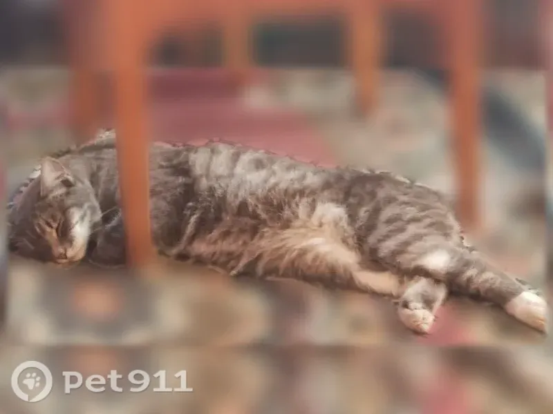 Пропала кошка, 22-я Рабочая, Омск — серенький котик с белыми лапками - photo