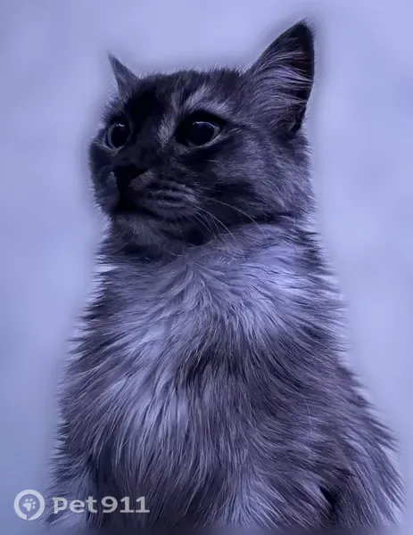Пропала кошка, Миасс — 6 лет, домашняя, добрая - photo