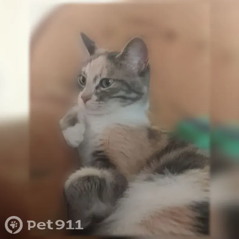 Пропала кошка, Гагарина, д. 6, Кыштым — трёхцветная, зелёные глаза - photo