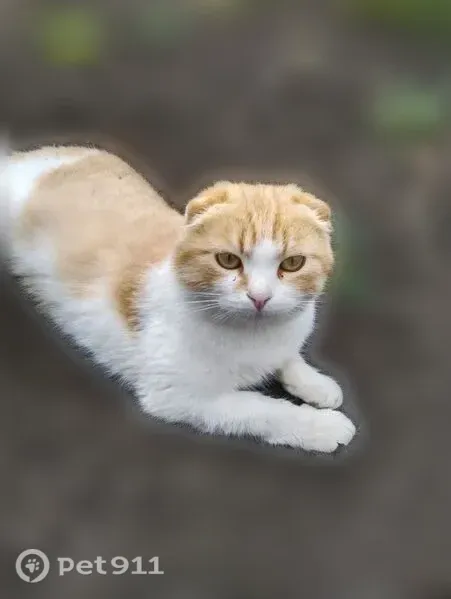Пропала кошка, п. Комсомольский, Белгородский р-он, Белгород — рыжая, короткий хвост - photo