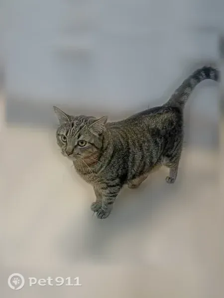 Пропала кошка, Смоленск, Рыленкова, д. 54а — кот Марс, 5 лет, кастрирован - photo