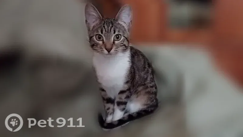 Пропала кошка, Янаул, Ломоносова, д. 8, Янаул — молодая полубенгалка, очень пугливая - photo