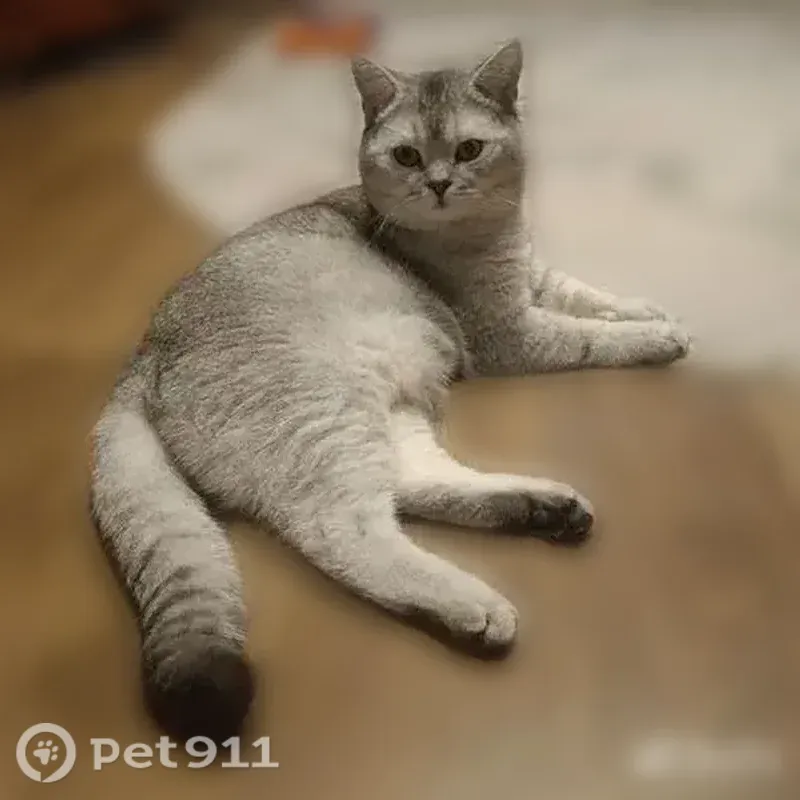 Пропала кошка, Поселок Прудный, Тополиная, Прудный — любимый кот Томас - photo