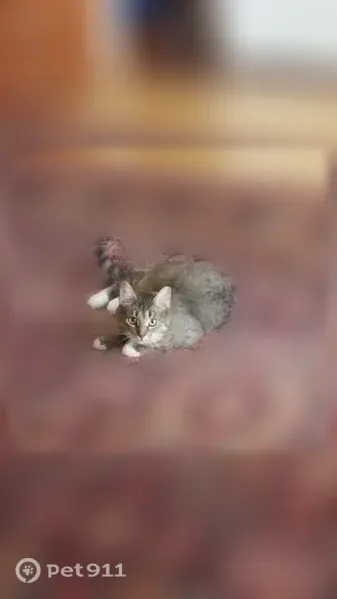 Пропала кошка, Сосновское сельское поселение — подрезанное левое ухо, белые «носочки» на лапах - photo