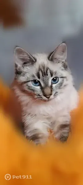 Пропала кошка, Навашино, Коммунистическая — белая - photo