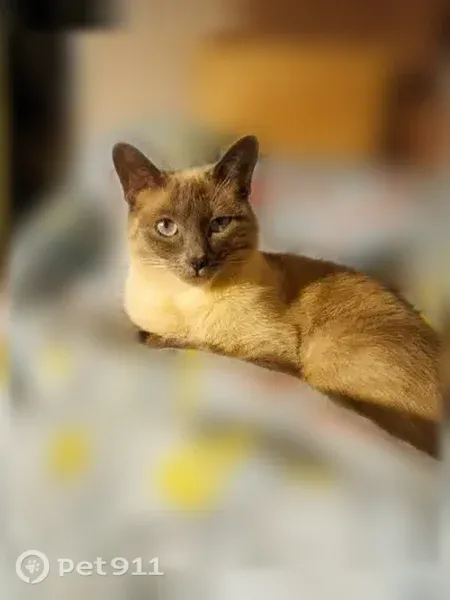 Пропала кошка, Тверь, 1-я Новозаводская, Тверь — тайская кошка блюпойнт - photo