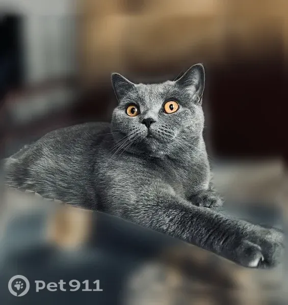 Пропала кошка, Иваново, 1-я Районная — британская короткошерстная, кличка Джуси - photo