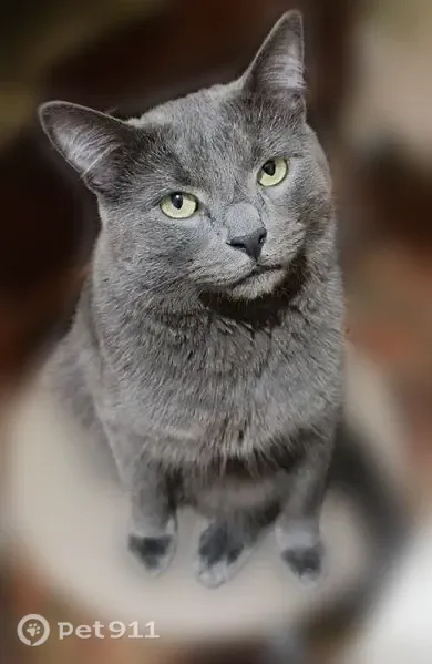 Пропала кошка, Микрорайон Опытное поле (г Котельники), д. 8, Котельники — кастрированный мальчик, 3 года - photo
