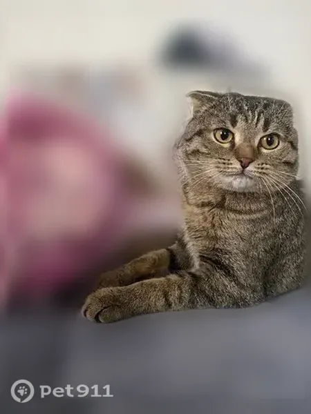 Пропала кошка, Казань, Приволжская — кличка Йоши, вислоухая британка - photo