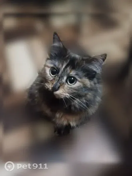 Пропала кошка, Ю.Фучика, Орск — длинношёрстная, ласковая, спокойная - photo
