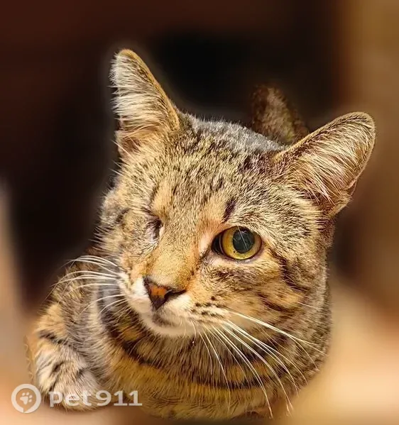 Пропала кошка, Сочи, Чайковского — нет одного глазика - photo