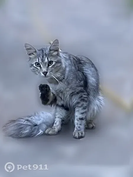 Кошка ищет дом, Деревня Манушкино (г Чехов), Чехов — ласковая, ручная, 1 год - photo