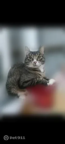 Пропала кошка, Территория Массив Мшинская, Мшинская — серый полосатый кот, чипирован - photo