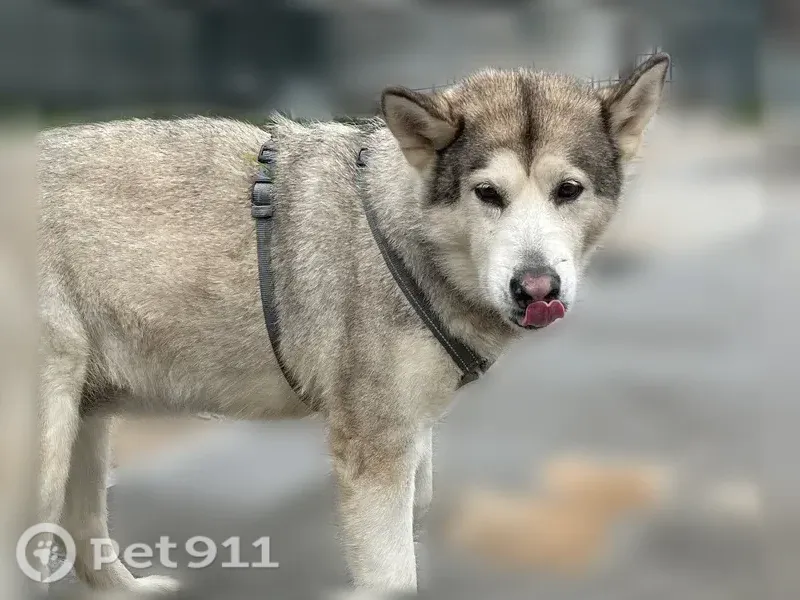 Найдена собака, Ижевск, Удмуртская, д. 245 — в шлейке, подходит к людям - photo