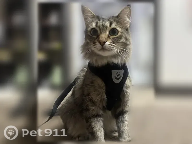 Пропала кошка, Сельский поселок Дубки, Володарск — полосатая серая, спинка короткостриженная - photo