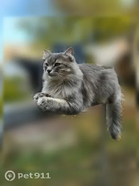 Пропала кошка, Успенского, д. 27, Воронеж — серый окрас, янтарные глаза - photo