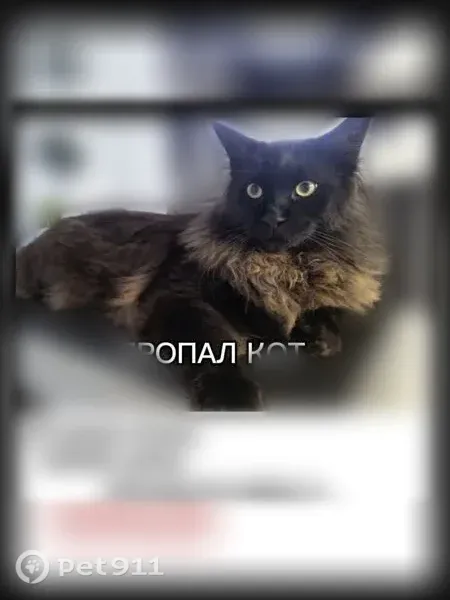 Пропала кошка, Кореновск — чёрный кот, мейн-кун, чуть меньше породы - photo