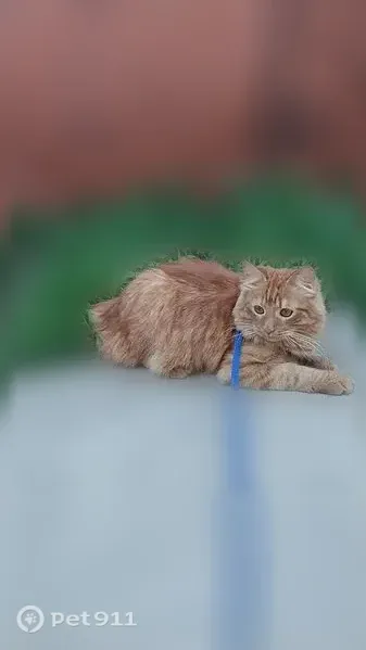 Пропала кошка, Деревня Баташи, Баташи — рыжий котик Персик - photo