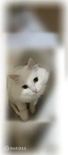 Пропала кошка, Район Орджоникидзевский (г Уфа), д. 227, Уфа — откликается на имя Лёля - photo