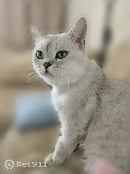 Кошка ищет дом, Балашиха — спокойная и очень ласковая, шотландский серебристый - photo