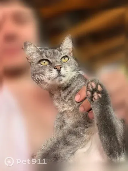 Пропала кошка, Район Калининский (г Уфа), Сквозная, д. 57, Уфа — светло-серая, вышла из дома и не вернулась - photo