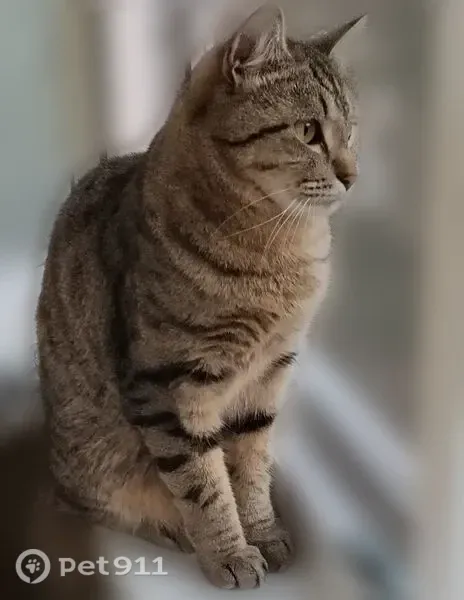 Пропала кошка, Глазов — коричневая, с чёрными полосками, в зелёном ошейнике - photo