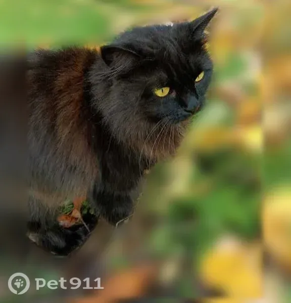 Пропала кошка, Светлоград, Гагарина, д. 8, Светлоград — стерилизована, путают с котом - photo