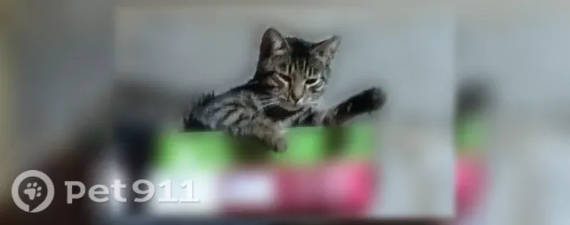 Пропала кошка, Рассказово, Саратовская, д. 8 — домашняя, с зелёным ошейником от паразитов - photo