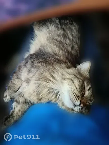 Пропала кошка, Коркино, 1 Мая, д. 59, Коркино — серо-коричневый пятнисто-полосатый окрас, серо-зелёные глаза - photo