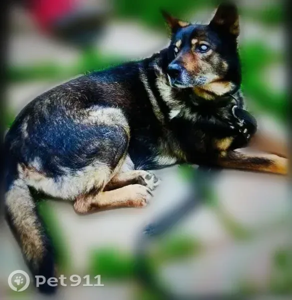 Пропала собака, Архангельск, Тяговая, д. 45 — слепая, белые глаза, 13 лет - photo