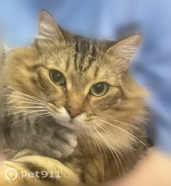 Пропала кошка, Микрорайон 4-й (г Ачинск), д. 13, Ачинск — пушистая, кличка Митя - photo