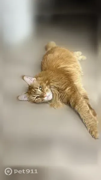 Пропала кошка, Стерлитамак, Менделеева, д. 6 — мейн-кун, рыжая, с кисточками на ушах - photo