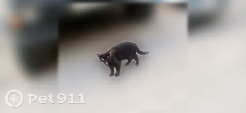 Найдена кошка, Конная, д. 5/3, Санкт-Петербург — чёрная, спина ближе к шее лысая - photo