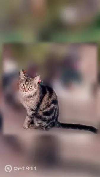 Пропала кошка, Вишневая, Курган — светло-коричневая с чёрными кругами - photo