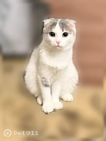 Пропала кошка, Сибай, Горького, д. 84 - photo
