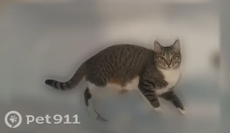 Пропала кошка, Ефремов, Дружбы, д. 29 — очень боязливая, не даётся в руки - photo