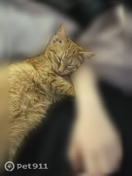Пропала кошка, Свободы, Великий Новгород — рыжая, игривая - photo