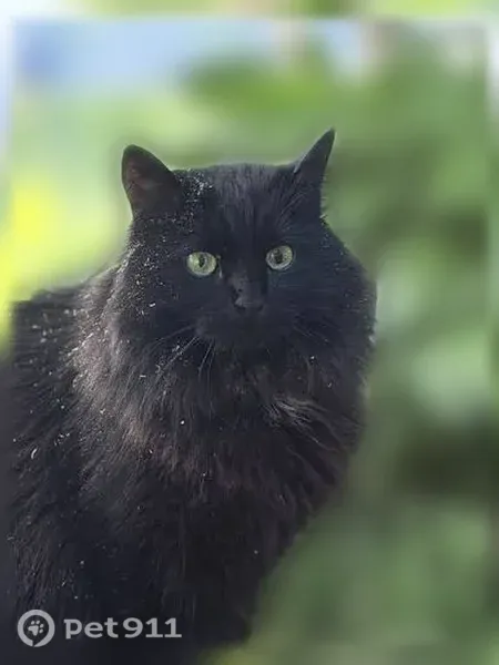 Пропала кошка, Поселок Тюрмеровка, Южная, Владимир — чёрная, откликается на имя Тёма - photo