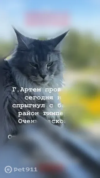 Пропала кошка, Артем, Фрунзе, д. 12/1, Артём — светло-серый, ласковый - photo