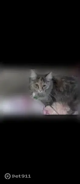 Пропала кошка, Расточная, д. 31а, Екатеринбург — пушистая, очень пугливая - photo
