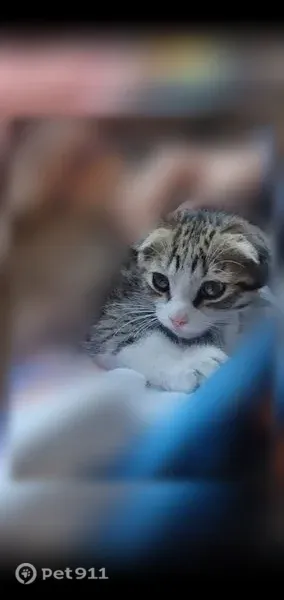 Пропала кошка, Островского, Ставрополь — котёнок, серый ошейник - photo