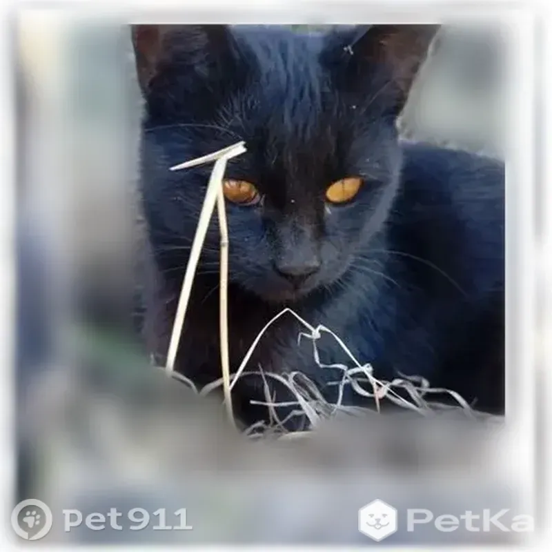 Пропала кошка, Деревня Коновалово (г Первоуральск), Первоуральск — домашняя, ласковая - photo